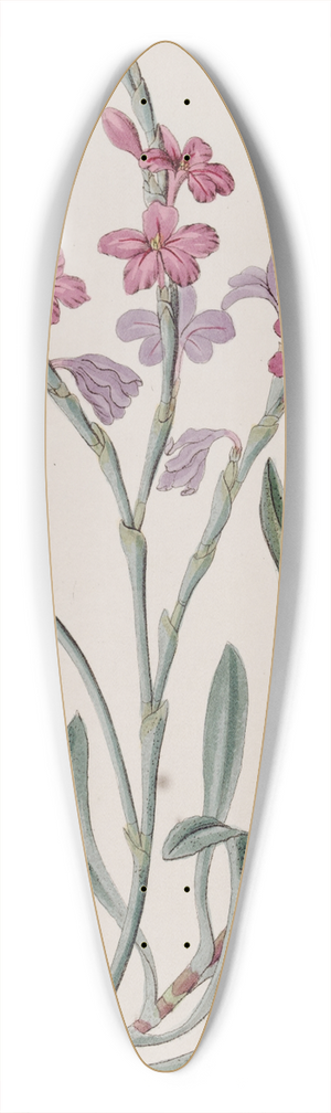 Sydenham Edwards - Monopetalous Sea Lavender 39.3 inch art pintail longboard deck