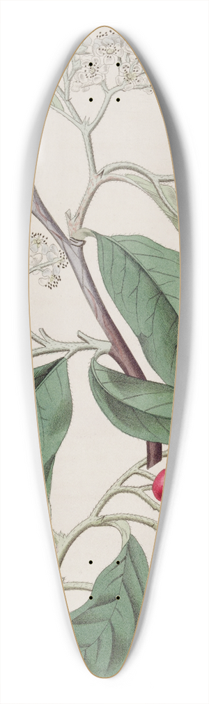 Sydenham Edwards - Mountain Cotoneaster 39.3 inch art pintail longboard deck