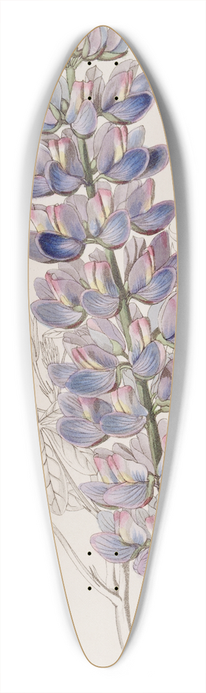 Sydenham Edwards - Mr. Barkers Lupine 39.3 inch art pintail longboard deck