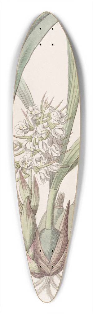 Sydenham Edwards - Mr. Bauers Caelia 39.3 inch art pintail longboard deck