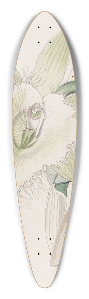 Sydenham Edwards - Mr. Digbys Brasavola 39.3 inch art pintail longboard deck