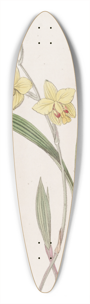 Sydenham Edwards - Mr. Fortunes Spathoglottis 39.3 inch art pintail longboard deck