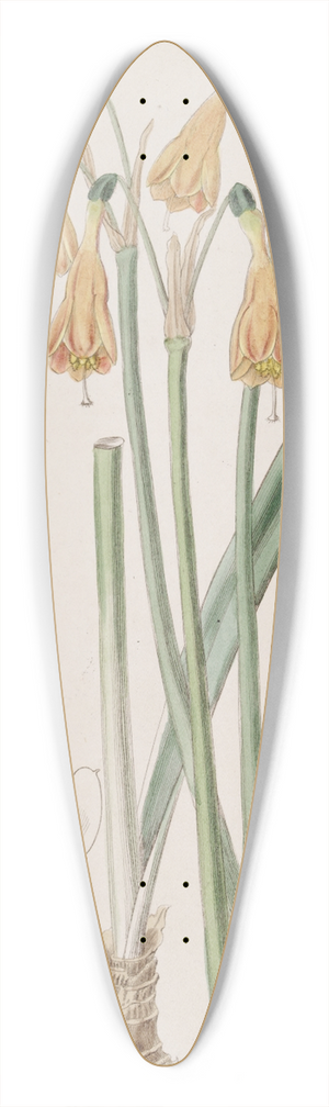 Sydenham Edwards - Mr. Hartwegs Stenomesson 39.3 inch art pintail longboard deck