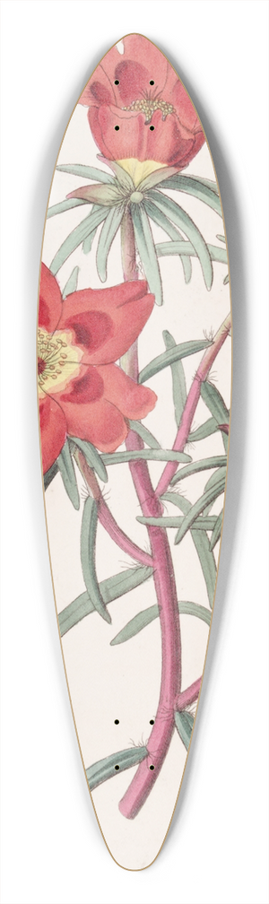 Sydenham Edwards - Mr. Thellusons Purslane 39.3 inch art pintail longboard deck