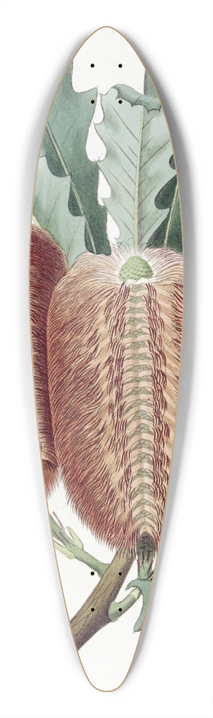 Sydenham Edwards - Oak-leaved Banksia 39.3 inch art pintail longboard deck