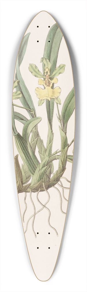Sydenham Edwards - One-flowered Oncidium 39.3 inch art pintail longboard deck