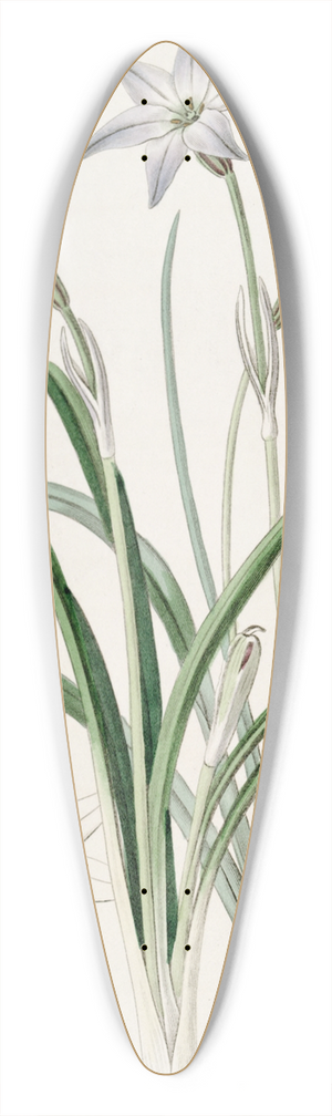 Sydenham Edwards - One-flowered Tritelia 39.3 inch art pintail longboard deck