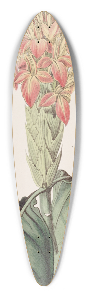 Sydenham Edwards - Orange Aphelandra 39.3 inch art pintail longboard deck