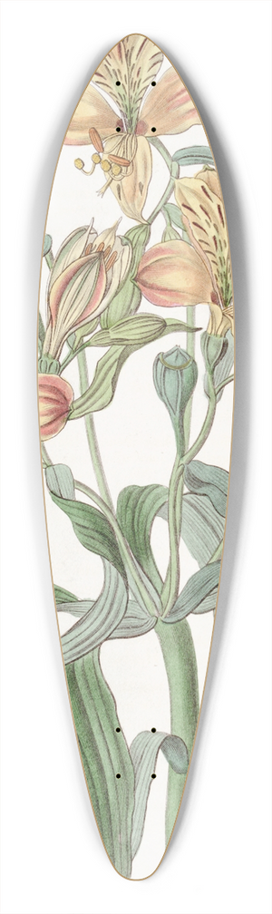 Sydenham Edwards - Orange-flowered Alstraemeria 39.3 inch art pintail longboard deck