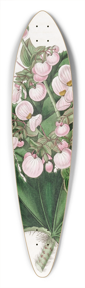 Sydenham Edwards - Parsnip-leaved Begonia 39.3 inch art pintail longboard deck