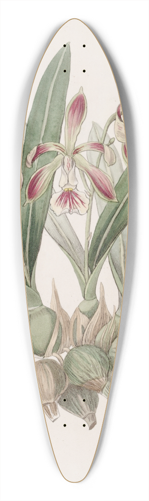 Sydenham Edwards - Pear-shaped Epidendrum 39.3 inch art pintail longboard deck