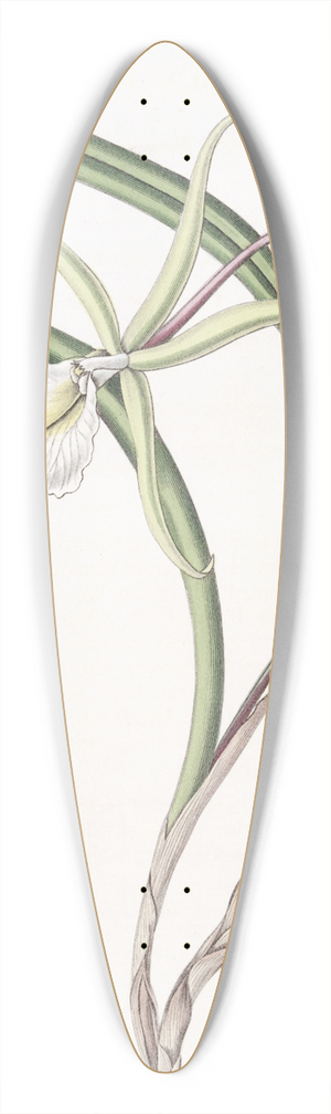 Sydenham Edwards - Perrins Brasavola 39.3 inch art pintail longboard deck