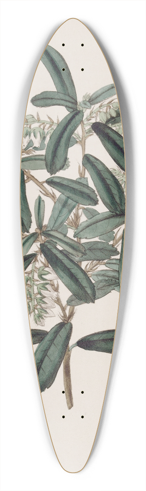 Sydenham Edwards - Phyllirea-leaved Andromeda 39.3 inch art pintail longboard deck