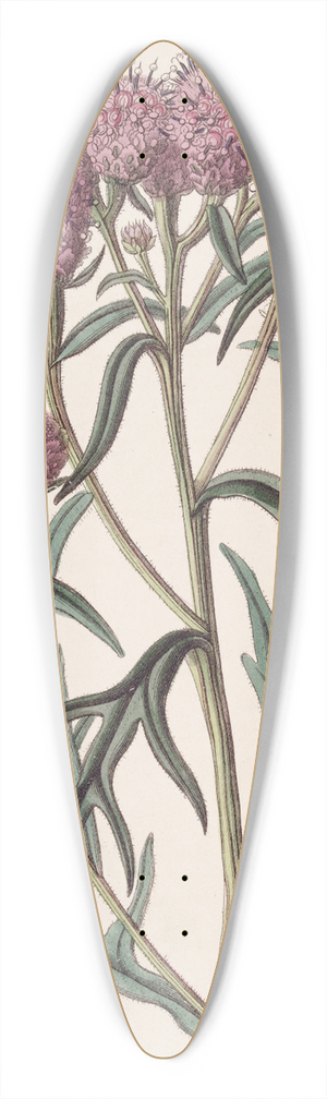 Sydenham Edwards - Pretty Saussurea 39.3 inch art pintail longboard deck