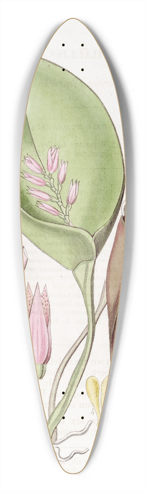 Sydenham Edwards - Proliferous Pleurothallis 39.3 inch art pintail longboard deck