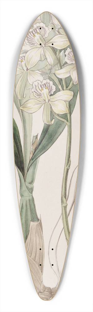 Sydenham Edwards - Ray-flowered Epidendrum 39.3 inch art pintail longboard deck