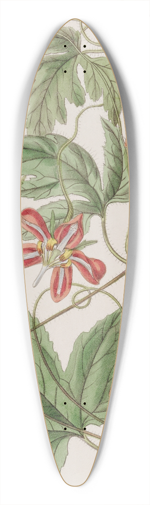 Sydenham Edwards - Red Loasa 39.3 inch art pintail longboard deck