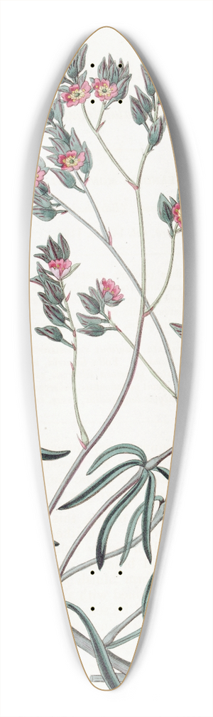 Sydenham Edwards - Sand Calandrinia 39.3 inch art pintail longboard deck