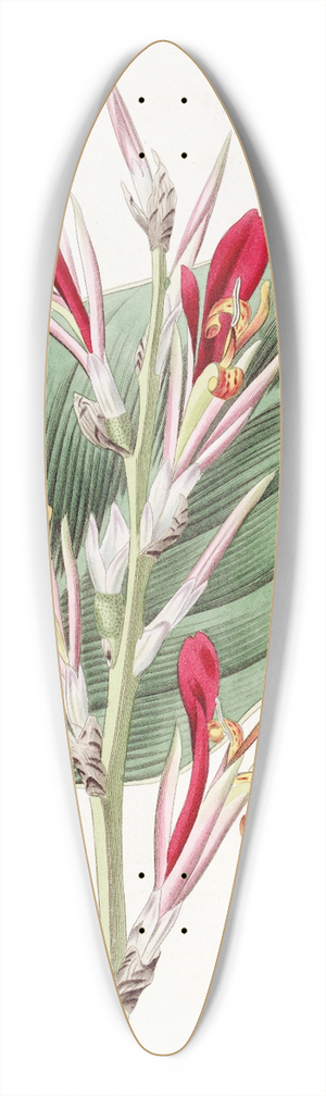 Sydenham Edwards - Shewy Canna 39.3 inch art pintail longboard deck