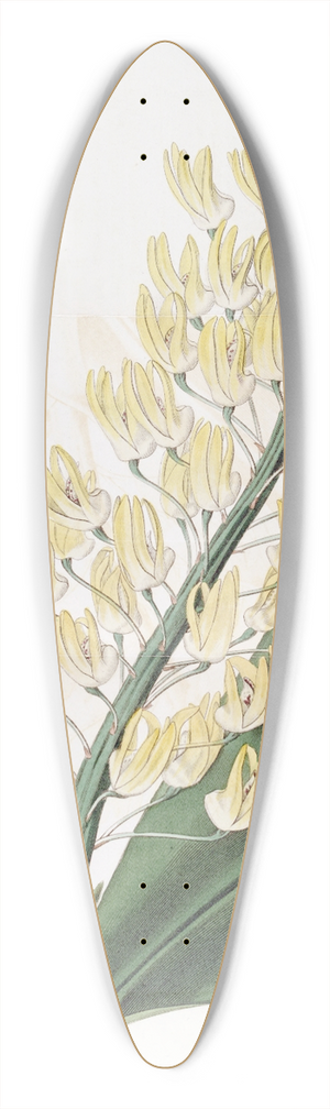 Sydenham Edwards - Shewy Dendrobium 39.3 inch art pintail longboard deck