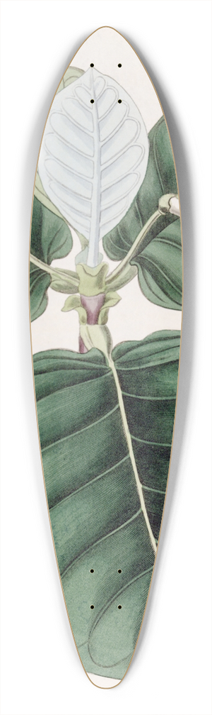 Sydenham Edwards - Shewy Guettarda 39.3 inch art pintail longboard deck