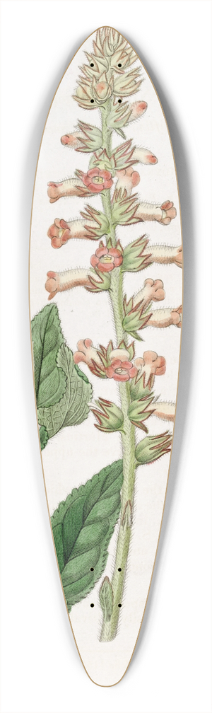 Sydenham Edwards - Shifting-leaved gesnera 39.3 inch art pintail longboard deck