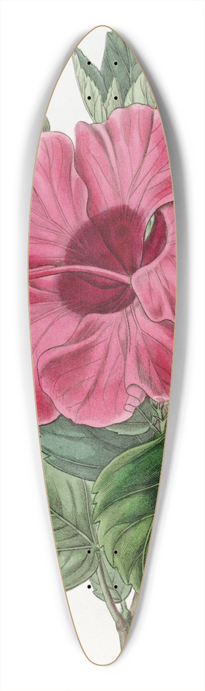 Sydenham Edwards - Single-flowered Chinese Rose Mallow 39.3 inch art pintail longboard deck