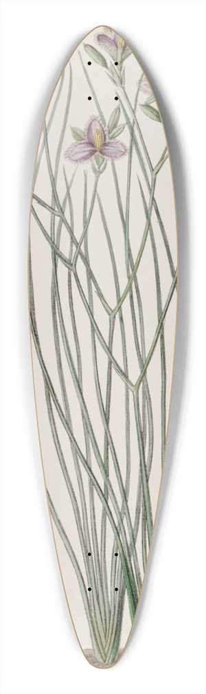 Sydenham Edwards - Slender Thysanotus 39.3 inch art pintail longboard deck