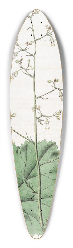 Sydenham Edwards - Small-flowered Heuchera 39.3 inch art pintail longboard deck