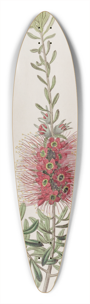 Sydenham Edwards - Small-spiked Callistemon 39.3 inch art pintail longboard deck