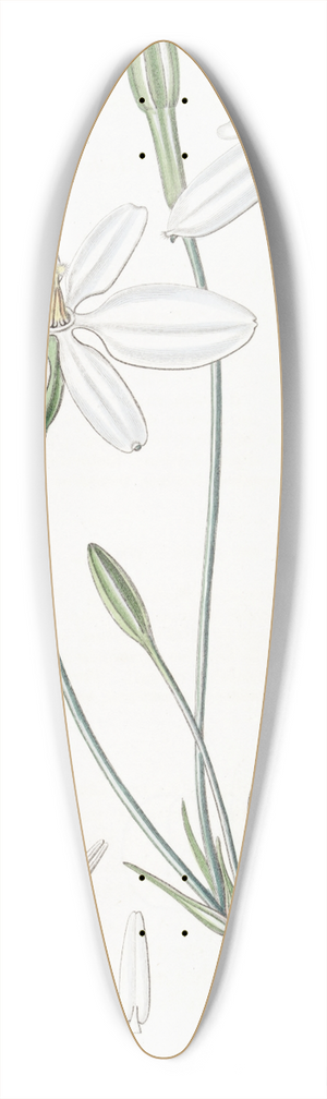 Sydenham Edwards - Snow-white Milla 39.3 inch art pintail longboard deck