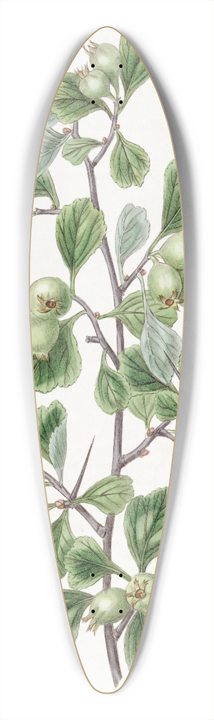 Sydenham Edwards - Spathula-leaved Thorn 39.3 inch art pintail longboard deck