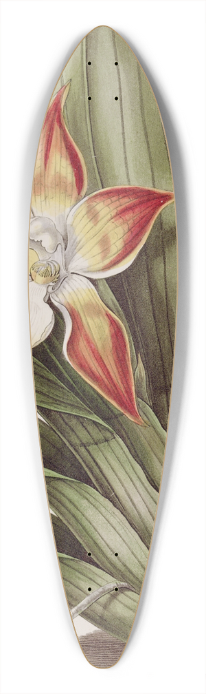 Sydenham Edwards - Speckled Huntleya 39.3 inch art pintail longboard deck
