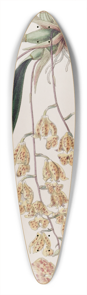 Sydenham Edwards - Spotted Burlingtonia 39.3 inch art pintail longboard deck