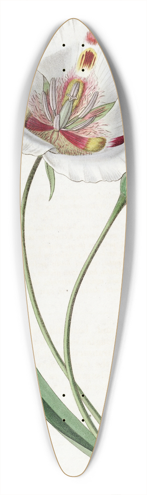 Sydenham Edwards - Spotted Calochortus 39.3 inch art pintail longboard deck