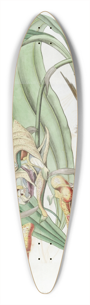 Sydenham Edwards - Spotted Coryanthes 39.3 inch art pintail longboard deck