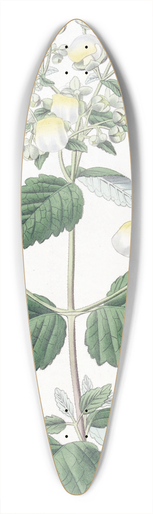 Sydenham Edwards - Spreading Calceolaria 39.3 inch art pintail longboard deck