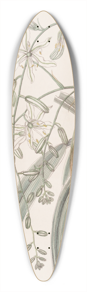 Sydenham Edwards - Straggling Star of Bethlehem 39.3 inch art pintail longboard deck