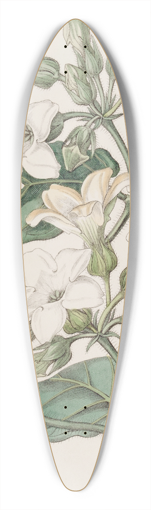 Sydenham Edwards - Strong-scented Schubertia 39.3 inch art pintail longboard deck