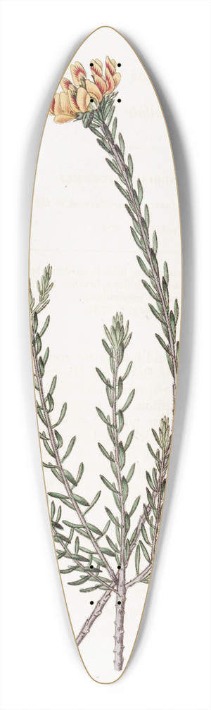 Sydenham Edwards - Subumbellate Pultenaea 39.3 inch art pintail longboard deck