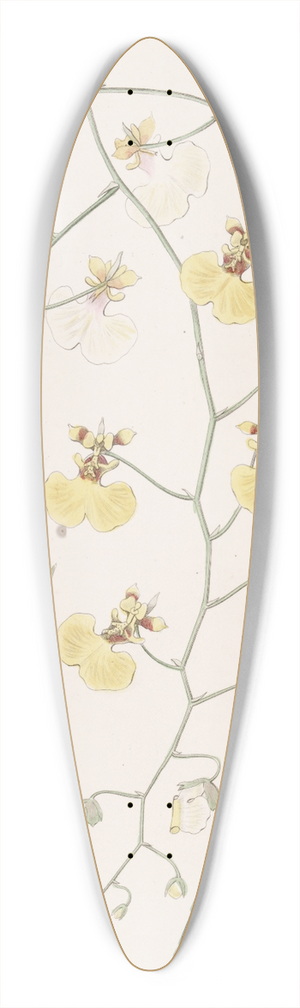Sydenham Edwards - Tail-leaved Oncidium 39.3 inch art pintail longboard deck