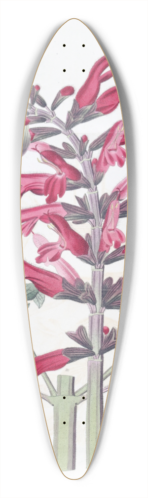 Sydenham Edwards - The Cardinal Sage 39.3 inch art pintail longboard deck