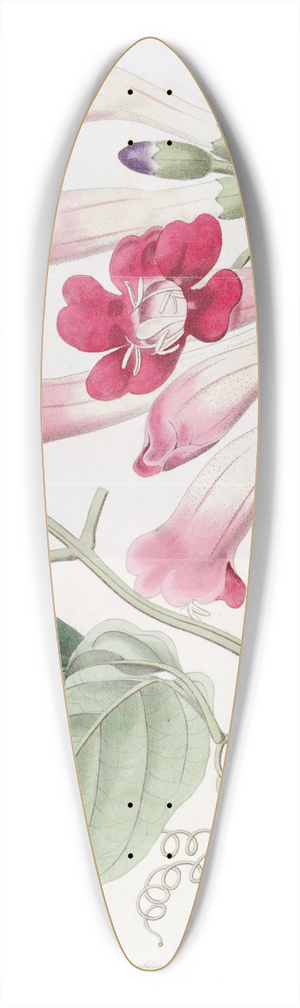 Sydenham Edwards - The Cherere Bignonia 39.3 inch art pintail longboard deck