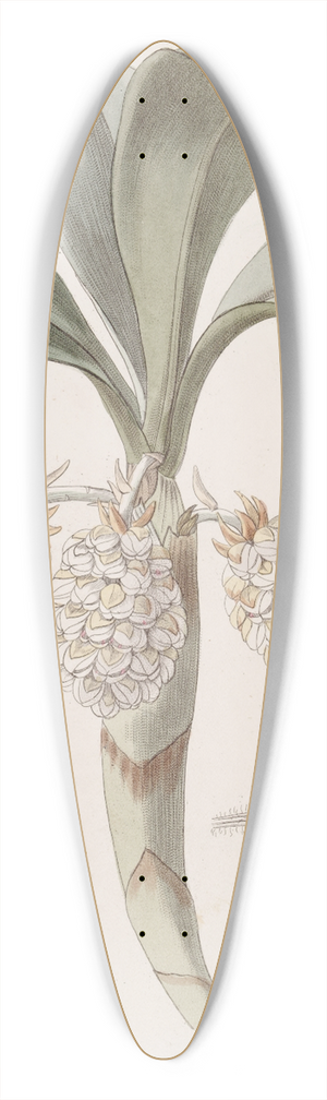 Sydenham Edwards - The close-headed Woolwort 39.3 inch art pintail longboard deck