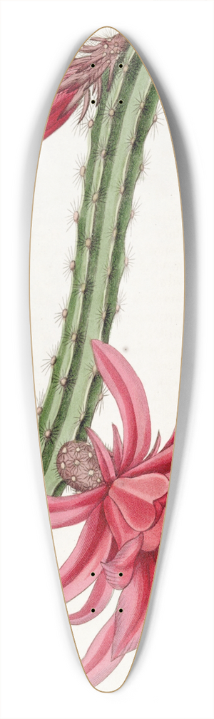 Sydenham Edwards - The Crimson Creeping Cereus 39.3 inch art pintail longboard deck