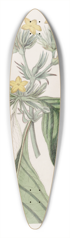 Sydenham Edwards - The large-leaved Mussaenda 39.3 inch art pintail longboard deck
