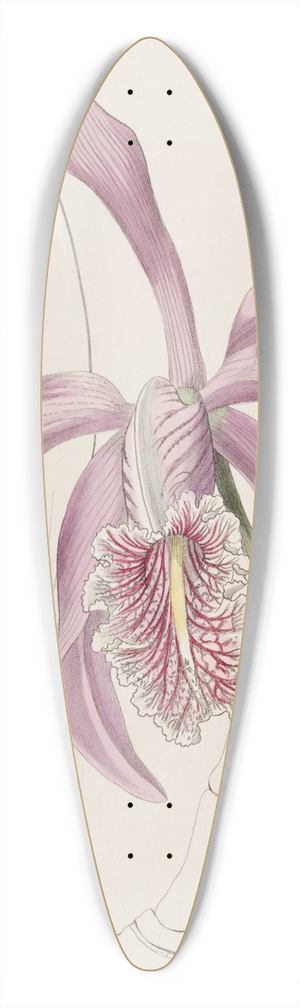 Sydenham Edwards - The Larger Cattleya 39.3 inch art pintail longboard deck