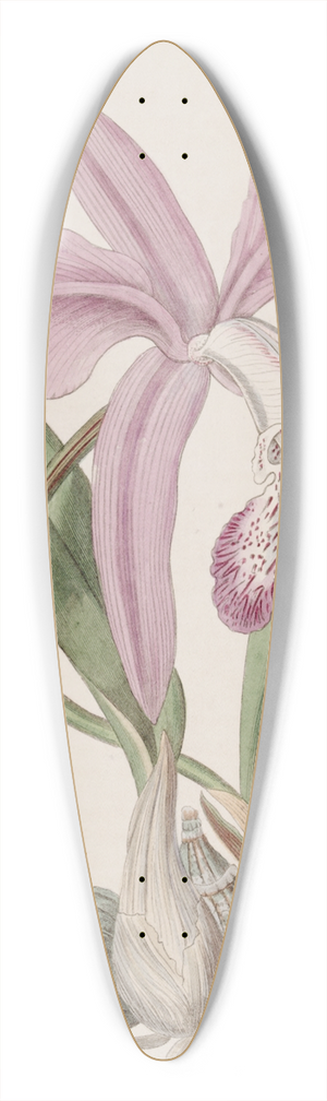 Sydenham Edwards - The May-flower Laelia 39.3 inch art pintail longboard deck