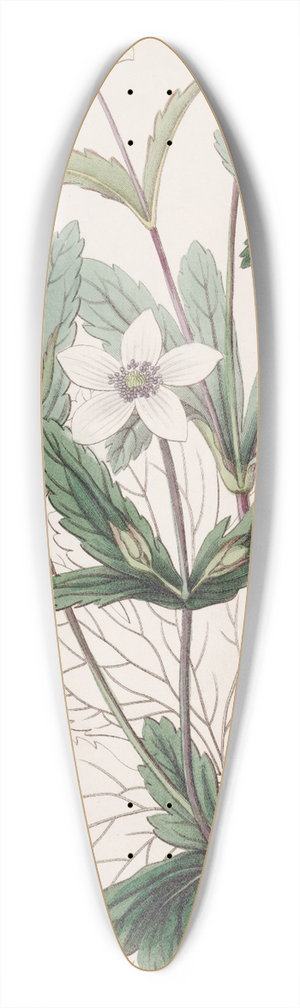 Sydenham Edwards - The Rill Anemone 39.3 inch art pintail longboard deck