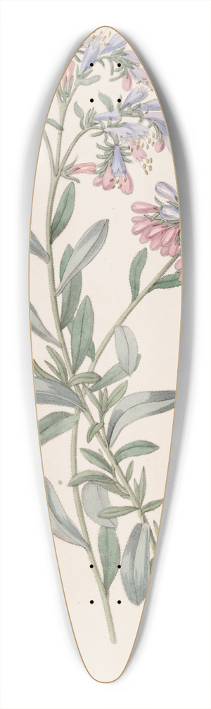 Sydenham Edwards - The Rock Bugloss 39.3 inch art pintail longboard deck